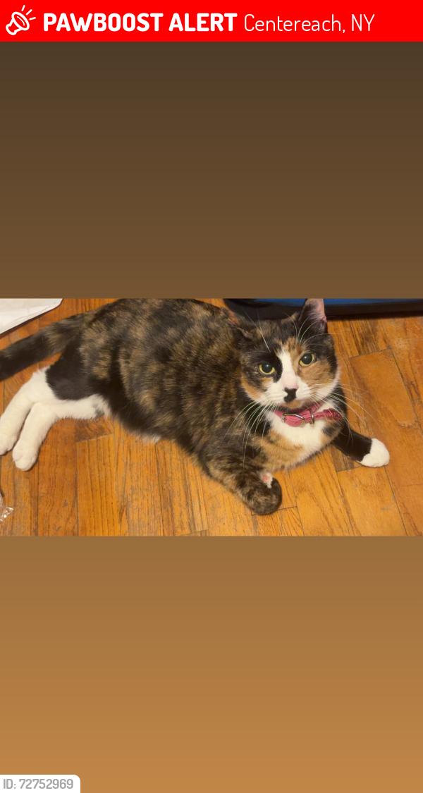 Lost Female Cat last seen Sanford Rd  , Monte Rd, Centereach, NY 11720