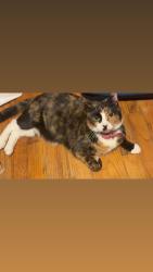 Lost Female Cat last seen Sanford Rd  , Monte Rd, Centereach, NY 11720