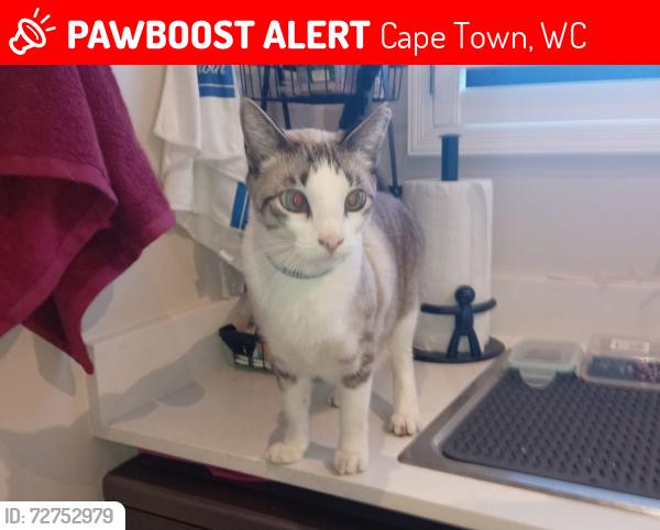Lost Male Cat last seen Capetwon Airport, Cape Town, WC 7490