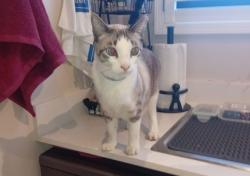 Lost Male Cat last seen Capetwon Airport, Cape Town, WC 7490