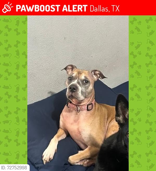Lost Female Dog last seen Marsh Ln and NW Highway, Dallas, TX 75220