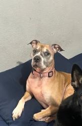 Lost Female Dog last seen Marsh Ln and NW Highway, Dallas, TX 75220