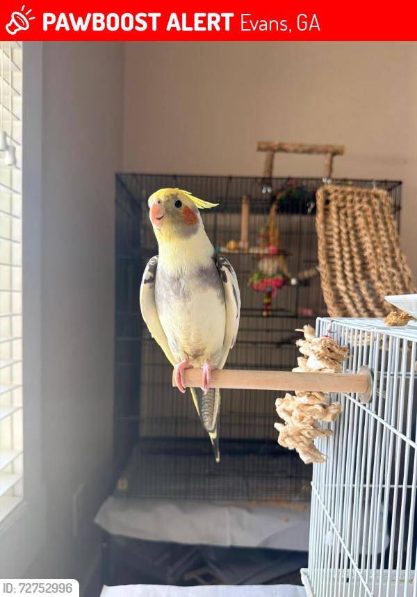 Lost Male Bird last seen Northridge Subdivision in Evans, GA, Evans, GA 30809