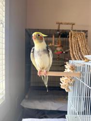 Lost Male Bird last seen Northridge Subdivision in Evans, GA, Evans, GA 30809
