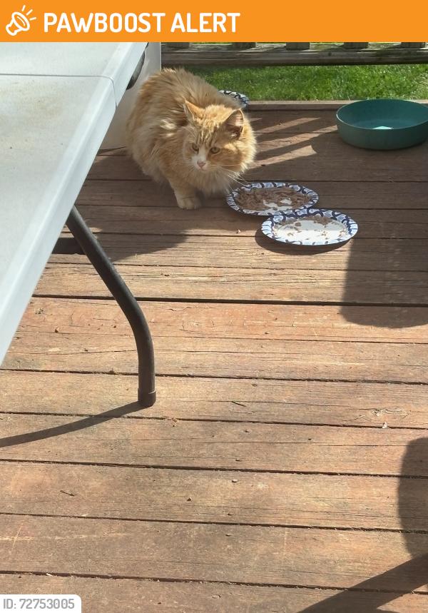 Found/Stray Unknown Cat last seen Betsy street , Spotsylvania County, VA 22408