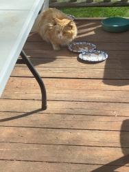 Found/Stray Unknown Cat last seen Betsy street , Spotsylvania County, VA 22408