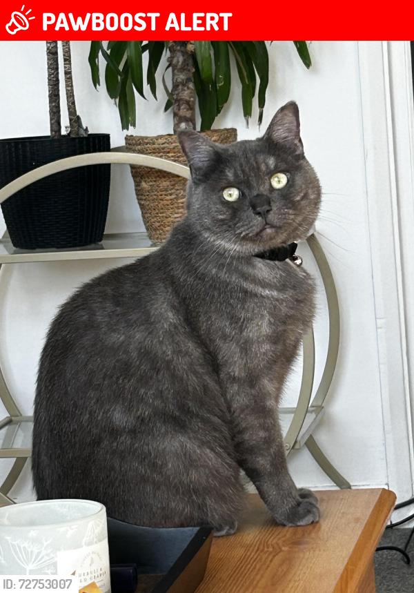 Lost Male Cat last seen The North End club, Portsmouth, England 