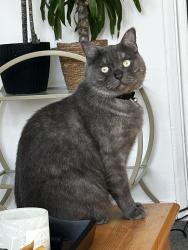 Lost Male Cat last seen The North End club, Portsmouth, England 