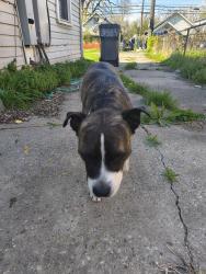 Found/Stray Male Dog last seen Gale and prospect , Indianapolis, IN 46203