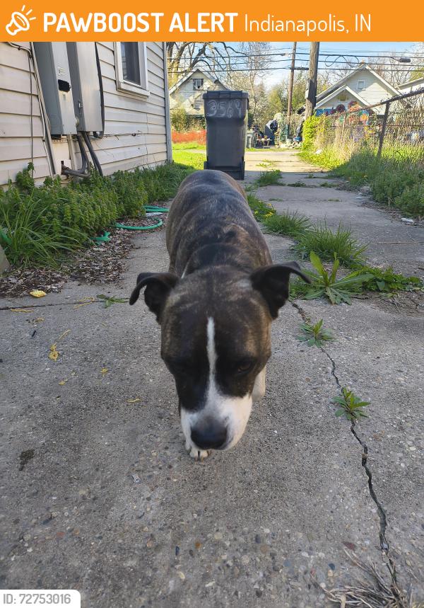 Found/Stray Male Dog last seen Gale and prospect , Indianapolis, IN 46203