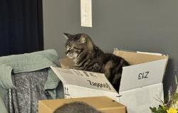 Lost Female Cat last seen Ferndale Dr, East Flat Rock, NC 28726