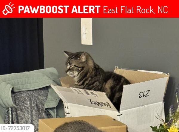 Lost Female Cat last seen Ferndale Dr, East Flat Rock, NC 28726