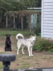 Lost Male Dog last seen Dunnam and Washington , Cleveland, TX 77327