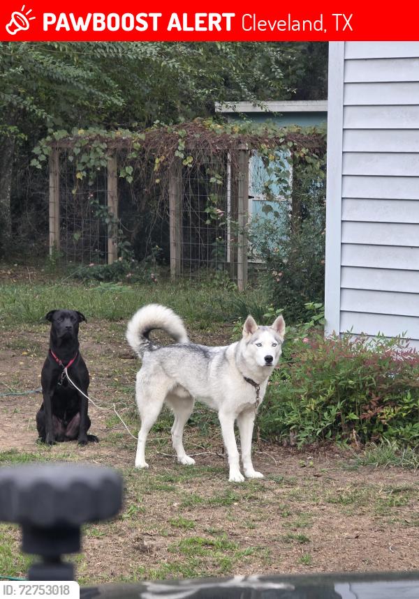 Lost Male Dog last seen Dunnam and Washington , Cleveland, TX 77327