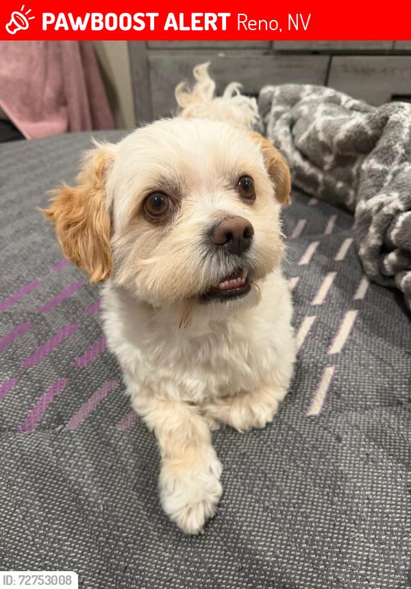 Lost Male Dog last seen Cedar Mountain Dr & Cedar Mountain Ct Cayon Hill community , Reno, NV 89508