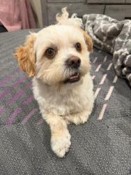 Lost Male Dog last seen Cedar Mountain Dr & Cedar Mountain Ct Cayon Hill community , Reno, NV 89508