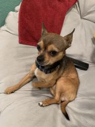 Lost Male Dog last seen On McKenzie ave, Waco, TX 76708