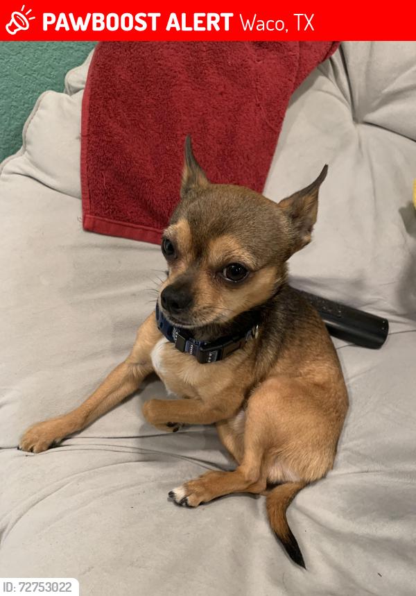 Lost Male Dog last seen On McKenzie ave, Waco, TX 76708