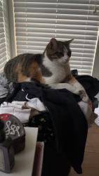Lost Female Cat last seen Robin Ridge Ln, Missel Thrush, Austin, TX 78750