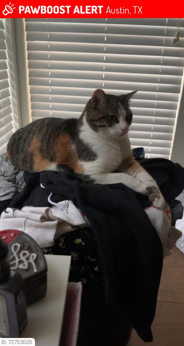 Lost Female Cat last seen Robin Ridge Ln, Missel Thrush, Austin, TX 78750