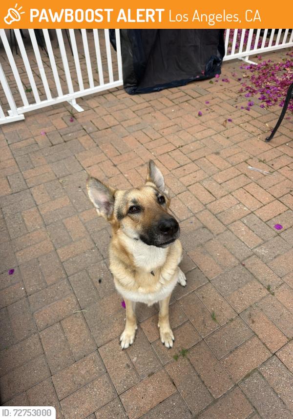 Found/Stray Female Dog last seen Harold A Henry Park, Los Angeles, CA 90016