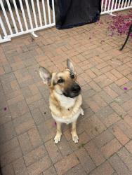 Found/Stray Female Dog last seen Harold A Henry Park, Los Angeles, CA 90016