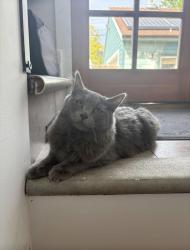 Found/Stray Unknown Cat last seen Couple of hses up from 1300 South on Kensington , Salt Lake City, UT 84105