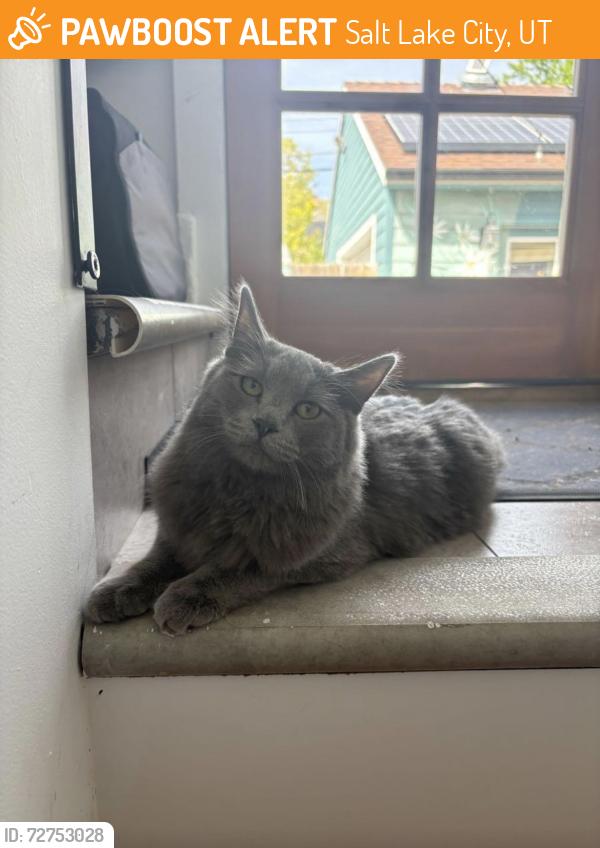 Found/Stray Unknown Cat last seen Couple of hses up from 1300 South on Kensington , Salt Lake City, UT 84105