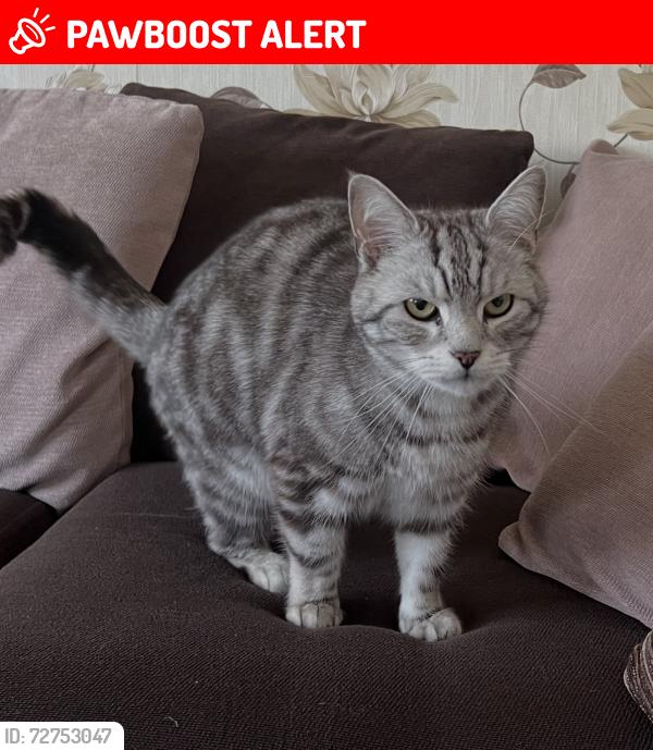 Lost Male Cat last seen Holcombe Drive Burnley, Lancashire, England BB10