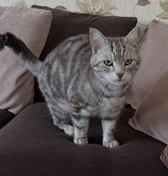 Lost Male Cat last seen Holcombe Drive Burnley, Lancashire, England BB10
