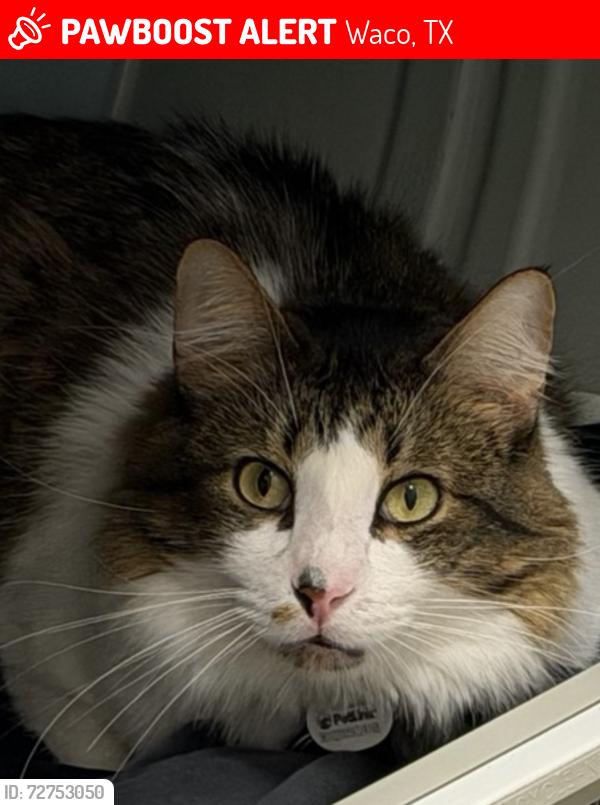 Lost Male Cat last seen James st, Waco, TX 76706