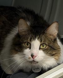Lost Male Cat last seen James st, Waco, TX 76706