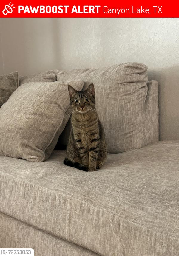 Lost Female Cat last seen Tanglewood trail , Canyon Lake, TX 78070