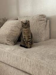 Lost Female Cat last seen Tanglewood trail , Canyon Lake, TX 78070