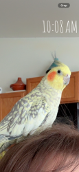 Lost Female Bird last seen Hampden and tower , Aurora, CO 80011