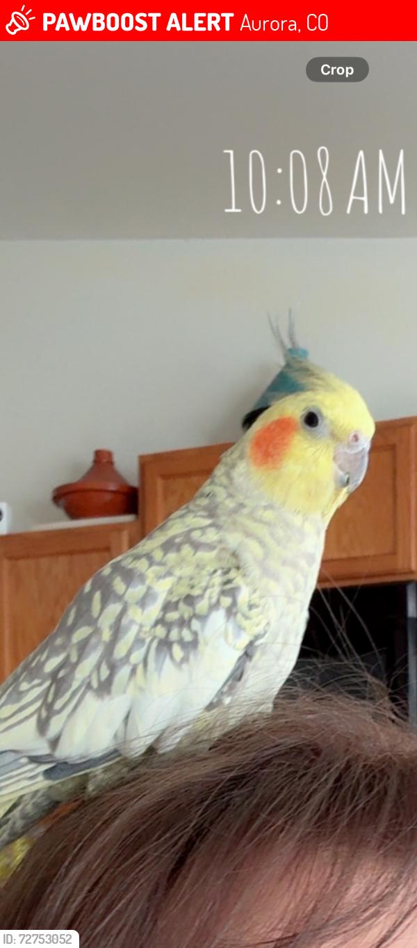 Lost Female Bird last seen Hampden and tower , Aurora, CO 80011