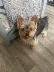 Lost Male Dog last seen Glendale and Parry Ave , Modesto, CA 95354