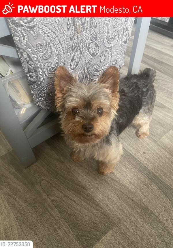 Lost Male Dog last seen Glendale and Parry Ave , Modesto, CA 95354