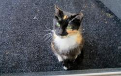 Found/Stray Female Cat last seen Newcut and outloop, Louisville, KY 40118