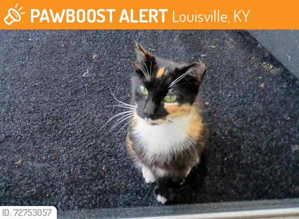 Found/Stray Female Cat last seen Newcut and outloop, Louisville, KY 40118