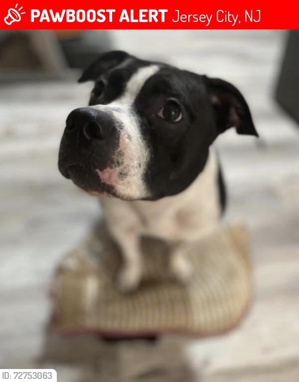 Lost Male Dog last seen Jersey city , Jersey City, NJ 07307