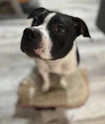 Lost Male Dog last seen Jersey city , Jersey City, NJ 07307