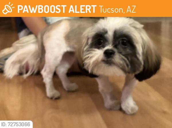 Found/Stray Male Dog last seen Reid Park, Tucson, AZ 85716