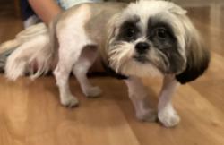 Found/Stray Male Dog last seen Reid Park, Tucson, AZ 85716