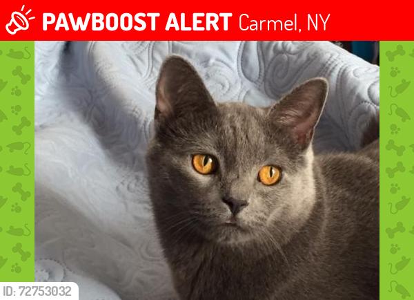 Lost Female Cat last seen AGOR AND JENNIFER LANE MAHOPAC NY , Carmel, NY 10541