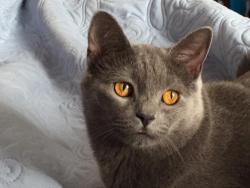 Lost Female Cat last seen AGOR AND JENNIFER LANE MAHOPAC NY , Carmel, NY 10541