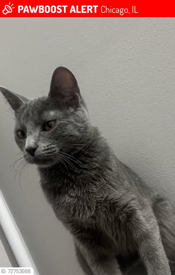 Lost Female Cat last seen Near s calumet, Chicago, IL 60615