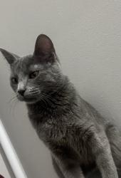 Lost Female Cat last seen Near s calumet, Chicago, IL 60615
