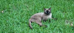 Lost Male Cat last seen Middlebrook Neighborhood, Houston, TX 77059