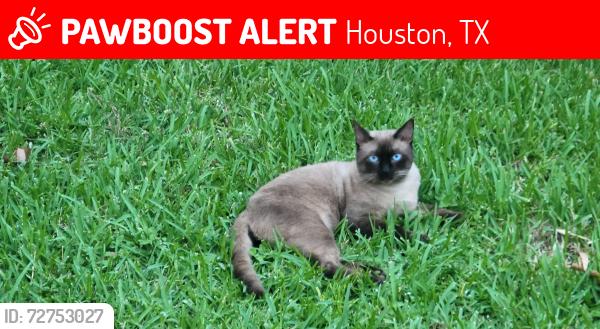 Lost Male Cat last seen Middlebrook Neighborhood, Houston, TX 77059